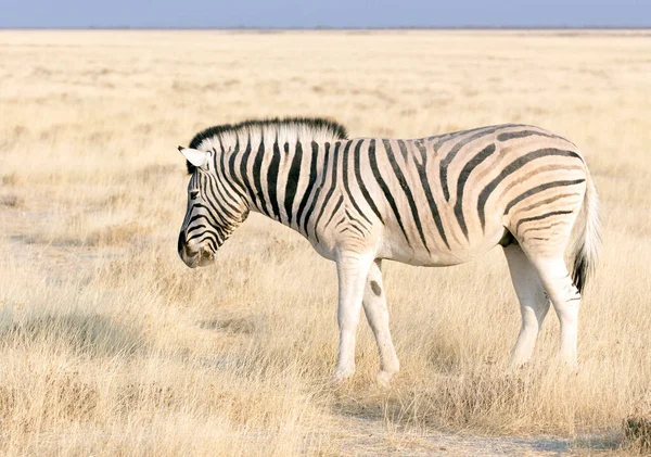 Uma Foto Uma Zebra Parque Namíbia — Fotografia de Stock
