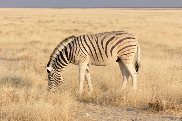 Een Foto Van Een Zebra Namibia Park — Stockfoto