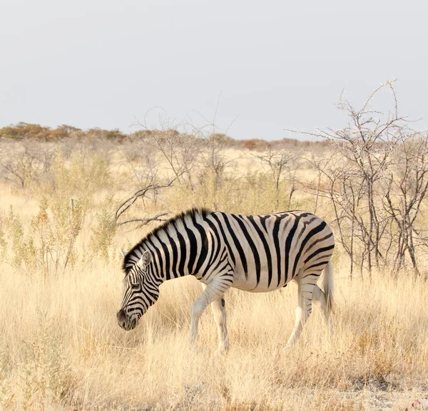 Μια Φωτογραφία Μιας Ζέβρας Στο Πάρκο Ναμίμπια — Φωτογραφία Αρχείου