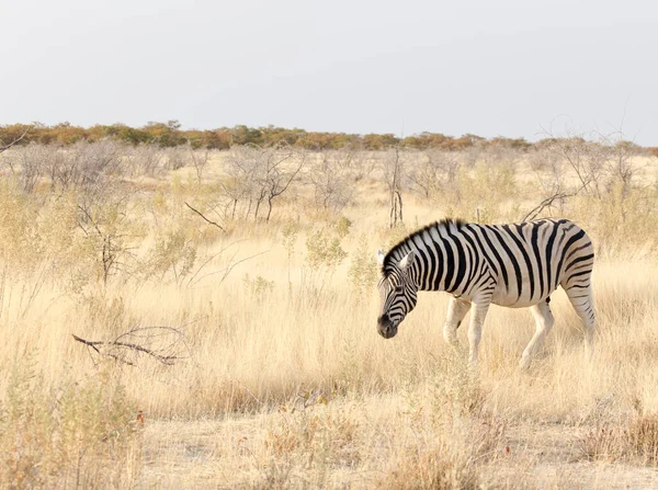 Una Foto Una Cebra Parque Namibia — Foto de Stock