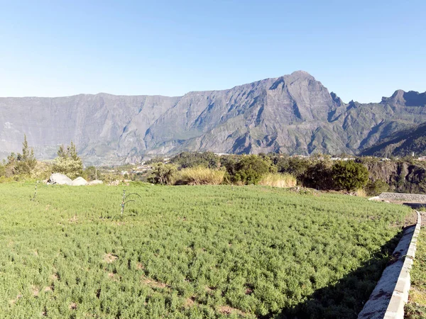 Άποψη Της Καλλιέργειας Φακής Στη Reunion — Φωτογραφία Αρχείου