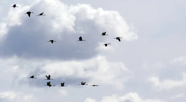 Veduta Degli Uccelli Gru Comuni Che Volano Finlandia — Foto Stock