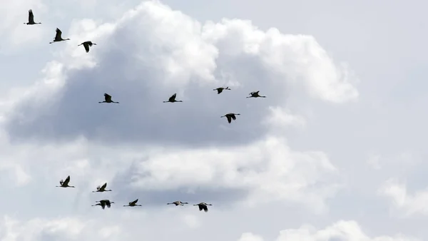 Bild Vanliga Tranfåglar Som Flyger Finland — Stockfoto