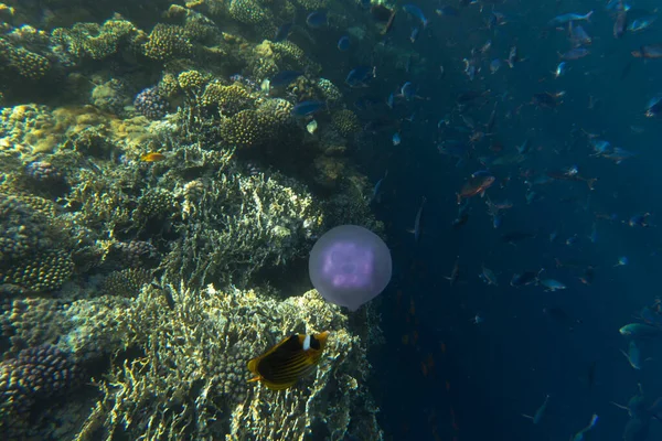 埃及红海珊瑚礁的图片 — 图库照片