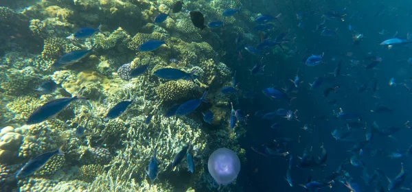 Una Foto Del Arrecife Coral Mar Rojo Egipto — Foto de Stock