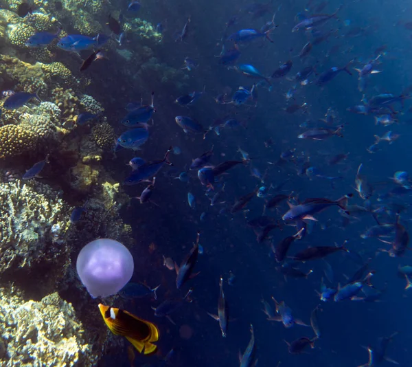 Фото Коралового Рифу Червоному Морі Єгипет — стокове фото