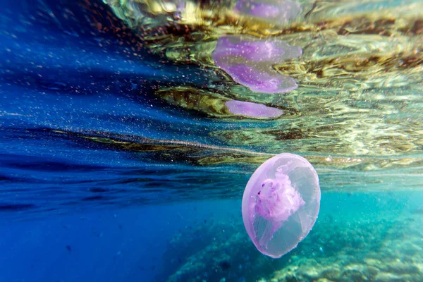 Picture Aurelia Aurita Jellyfish Egypt — Stock Photo, Image