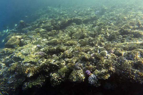 Kızıl Denizdeki Mercan Resifinin Bir Resmi Mısır — Stok fotoğraf