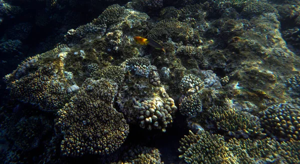 Kızıl Denizdeki Mercan Resifinin Bir Resmi Mısır — Stok fotoğraf