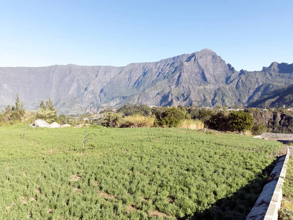 Vista Del Cultivo Lentejas Reunión Imagen De Stock