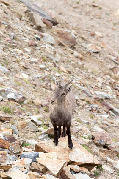 View Alpine Ibex North Italy — Stock Photo, Image