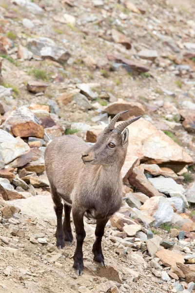 Widok Alpejski Ibex Północy Włoch — Zdjęcie stockowe