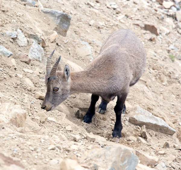 Vista Uma Ibex Alpina Norte Itália — Fotografia de Stock