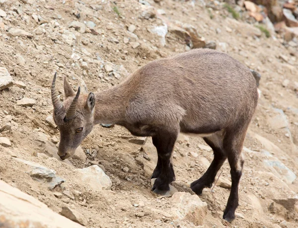 Vista Uma Ibex Alpina Norte Itália — Fotografia de Stock