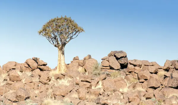 Foto Van Een Trillende Boom Namibië Zomer — Stockfoto