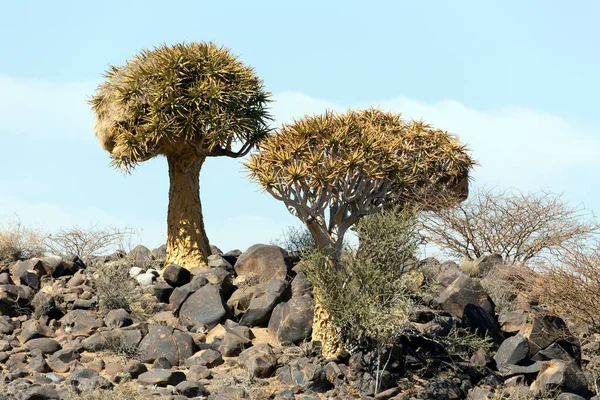 Φωτογραφία Από Δέντρο Φαρέτρα Στη Ναμίμπια Κατά Διάρκεια Του Καλοκαιριού — Φωτογραφία Αρχείου