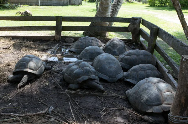 Vista Muitas Tartarugas Gigantes Aldabra Seychelles — Fotografia de Stock