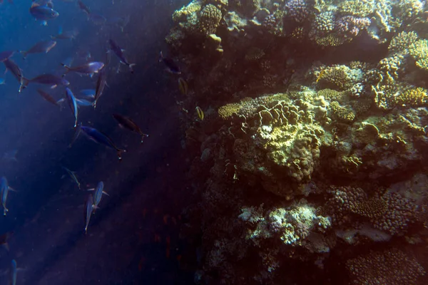 Mısır Daki Renkli Mercan Resiflerinin Manzarası — Stok fotoğraf