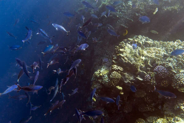 埃及五彩斑斓的珊瑚礁景观 — 图库照片