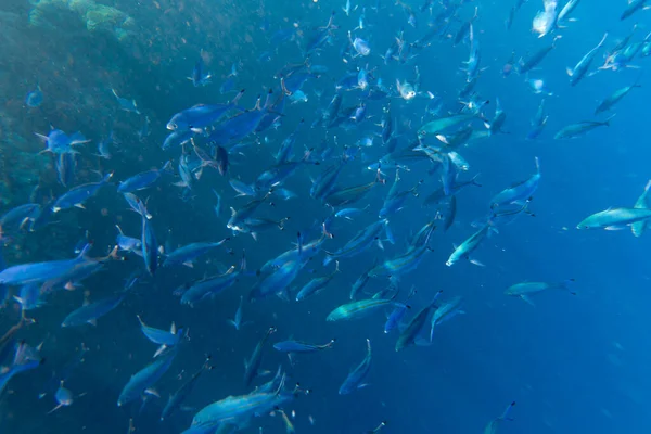 埃及大群浮游鱼的观点 — 图库照片