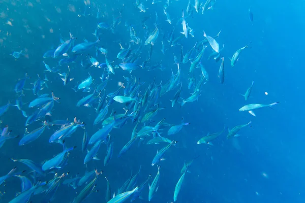 Вид Велику Групу Риб Фузілерів Єгипті — стокове фото