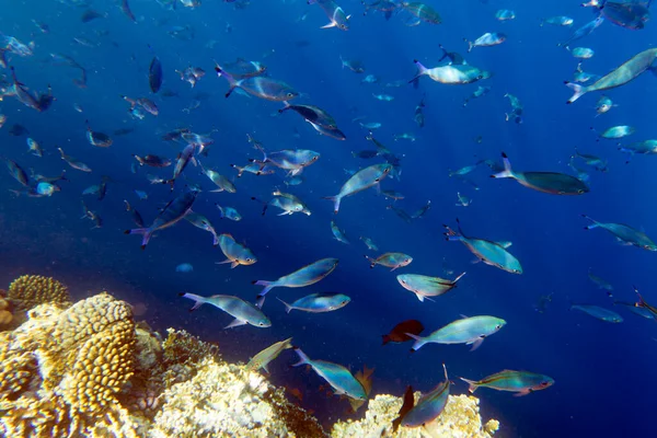 Mısır Daki Büyük Bir Grup Piyade Balığının Görüntüsü — Stok fotoğraf