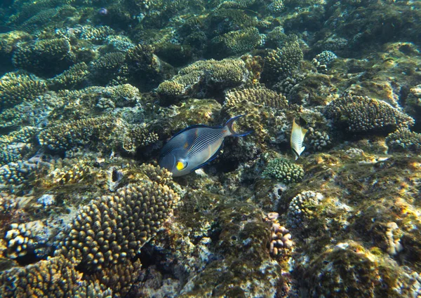 エジプトのカラフルなサンゴ礁の景色 — ストック写真