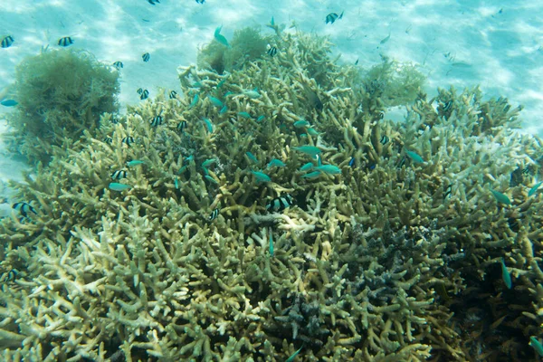 Vue Récif Corallien Nouvelle Calédonie — Photo