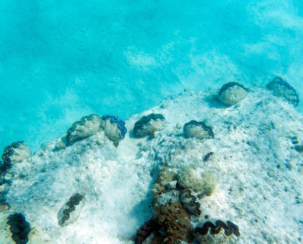 Вид Барвисті Велетенські Молюски Новій Каледонії — стокове фото