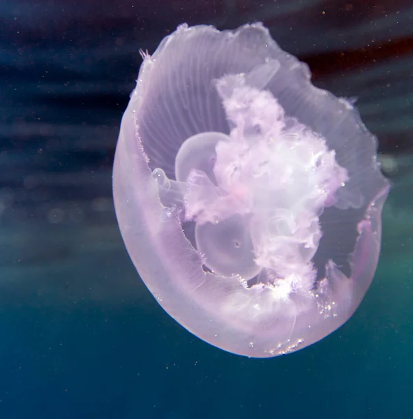 Close View Moon Jellyfish Egypt — Stock Photo, Image