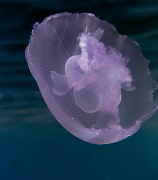 Close View Moon Jellyfish Egypt — Stock Photo, Image