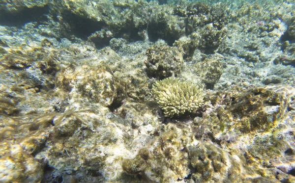 Добре Збережений Кораловий Риф Новій Каледонії — стокове фото