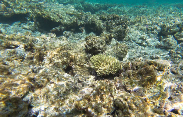 Das Gut Erhaltene Korallenriff Neukaledonien — Stockfoto