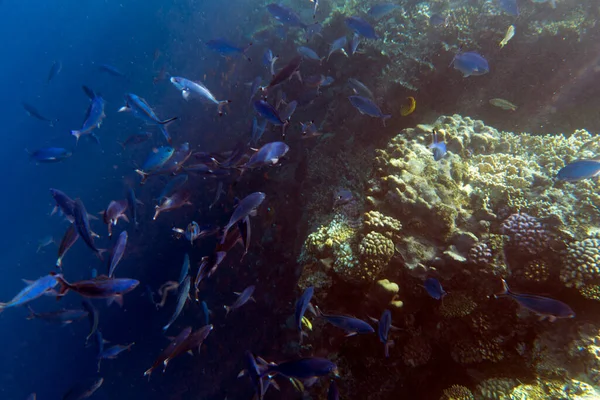 埃及五彩斑斓的珊瑚礁景观 图库照片