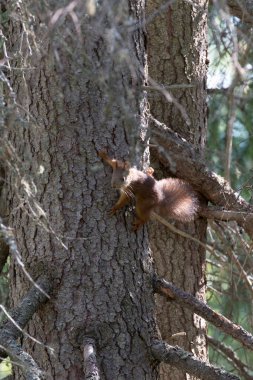 Finlandiya 'nın kuzeyinde kızıl sincap manzarası