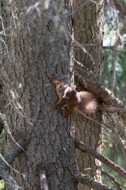 Finlandiya 'nın kuzeyinde kızıl sincap manzarası