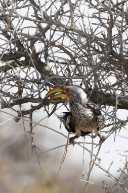 Namibya 'daki güney sarı gagalı boynuz gagasının görüntüsü