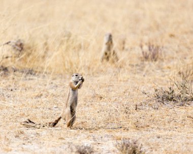Namibya 'daki bir sincap manzarası