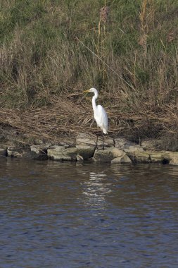 İtalya 'da büyük bir balıkçıl kuşunun görüntüsü