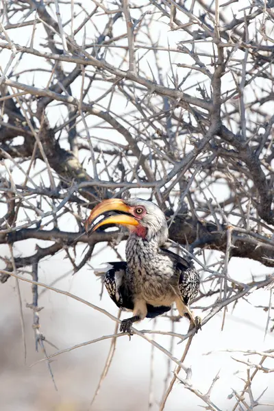 Namibya 'daki güney sarı gagalı boynuz gagasının görüntüsü