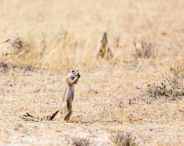 Namibya 'daki bir sincap manzarası