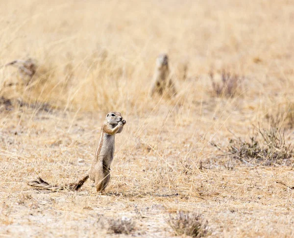 Namibya 'daki bir sincap manzarası