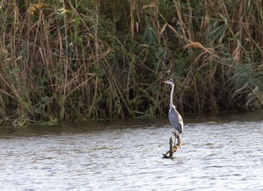 İtalya, Sardinya 'daki gri balıkçıl manzarası