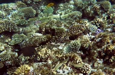 Sharm el Sheik, Mısır 'daki mercan resifinin manzarası