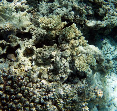 Yeni Kaledonya 'daki mercan resifinin manzarası