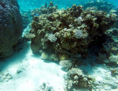 Yeni Kaledonya 'daki mercan resifinin manzarası