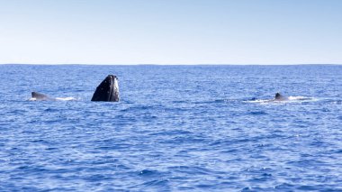 View of a whale in La Reunion, France