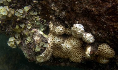View of coral in the sea of New Caledonia