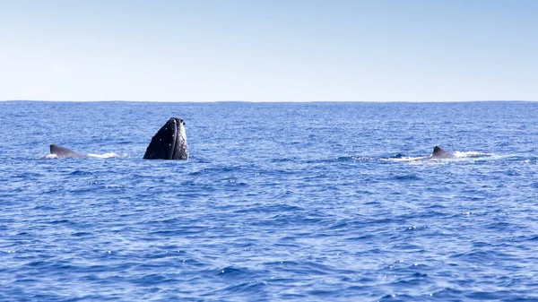 View Whale Reunion France 图库图片