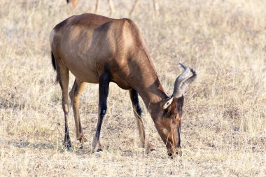Namibya 'daki Kızıl bir antilobun fotoğrafı